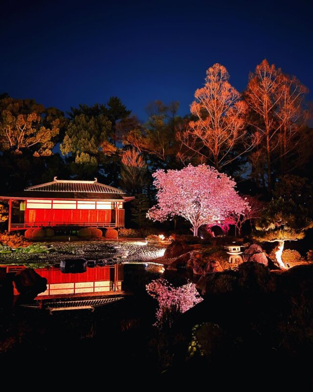 二条城桜まつり（Nijo Castle Sakura Festival）