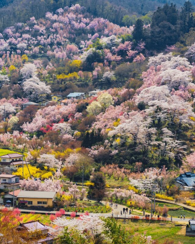 Just like a storybook! Enjoy spring flowers in Koriyama, Fukushima