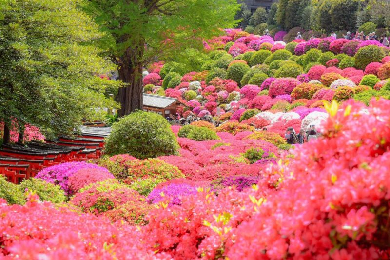 The Bunkyo Azalea Festival at Nezu Shrine in Tokyo. Surround yourself with colorful azaleas this spring.