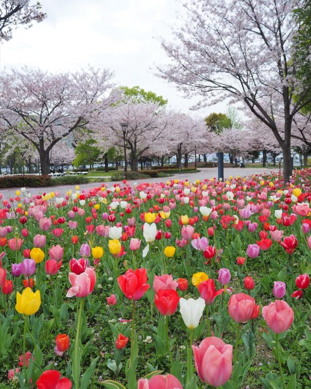 Enjoy spring in Odaiba, Tokyo ♪ 160,000 tulips in bloom at Tulip Festival 2024