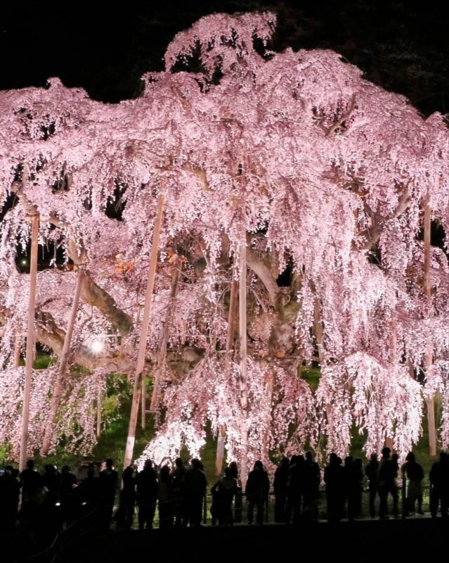 三春滝桜（Miharu Takizakura）