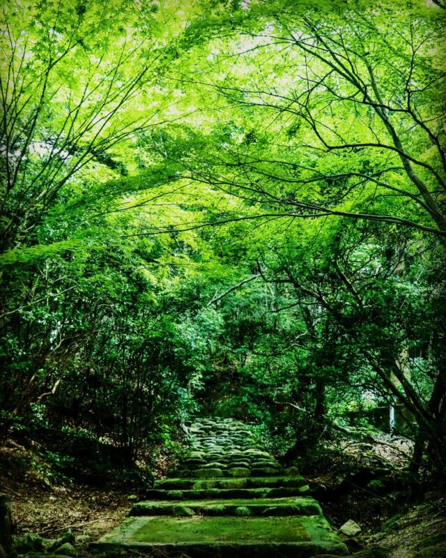 新緑の宮島をハイキング！厳島神社だけじゃない宮島の魅力を再発見