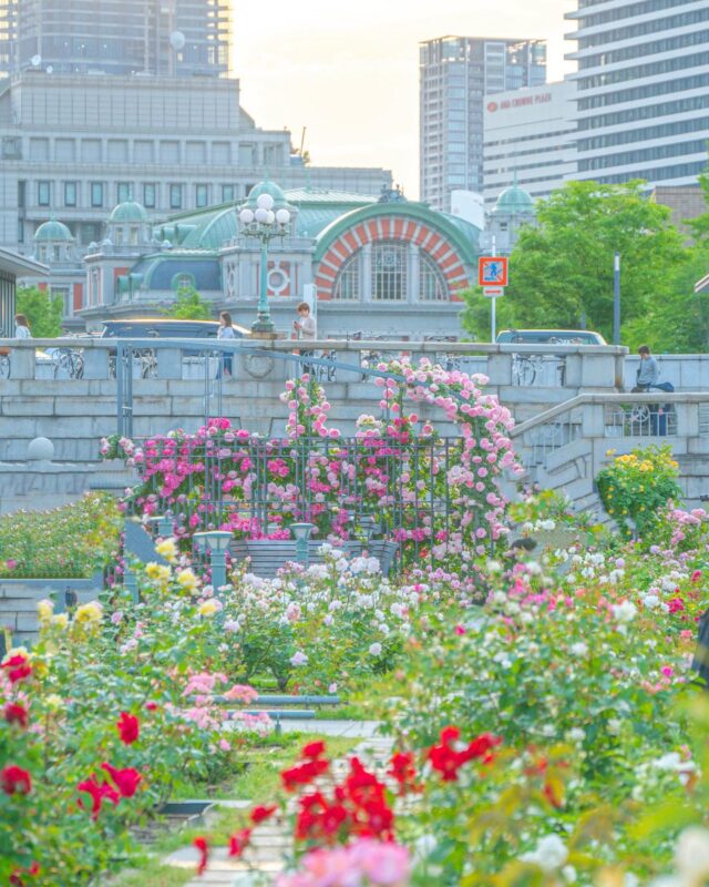 中之島バラ園（Nakanoshima Rose Garden）