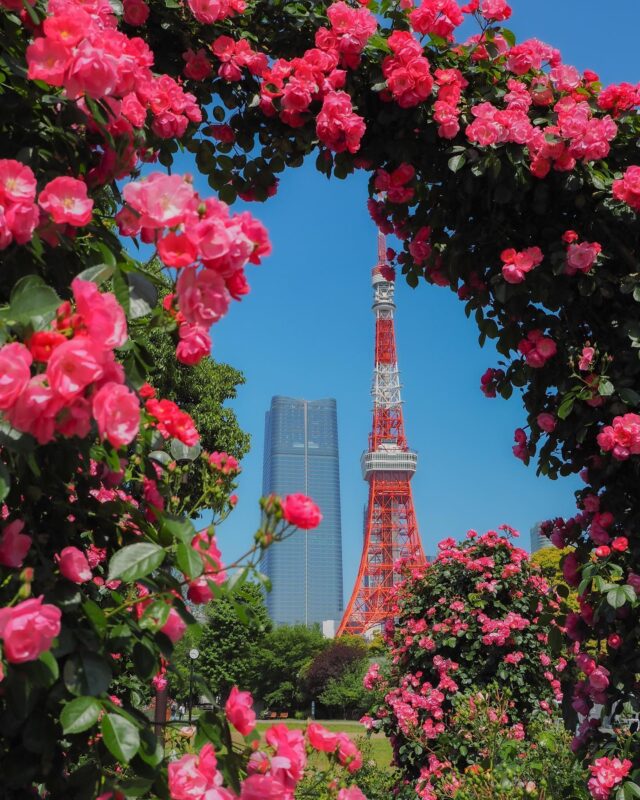 The roses at Shiba Park reach their peak in May. Get a picture of Tokyo Tower and roses together.