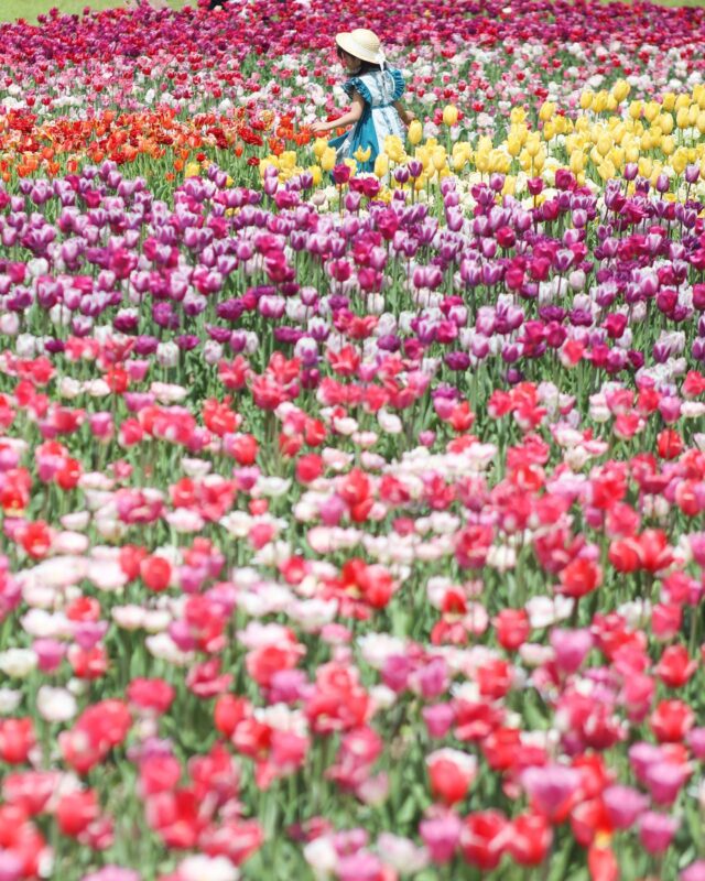 A day trip from Sapporo! Enjoy some colorful and cute tulip fields