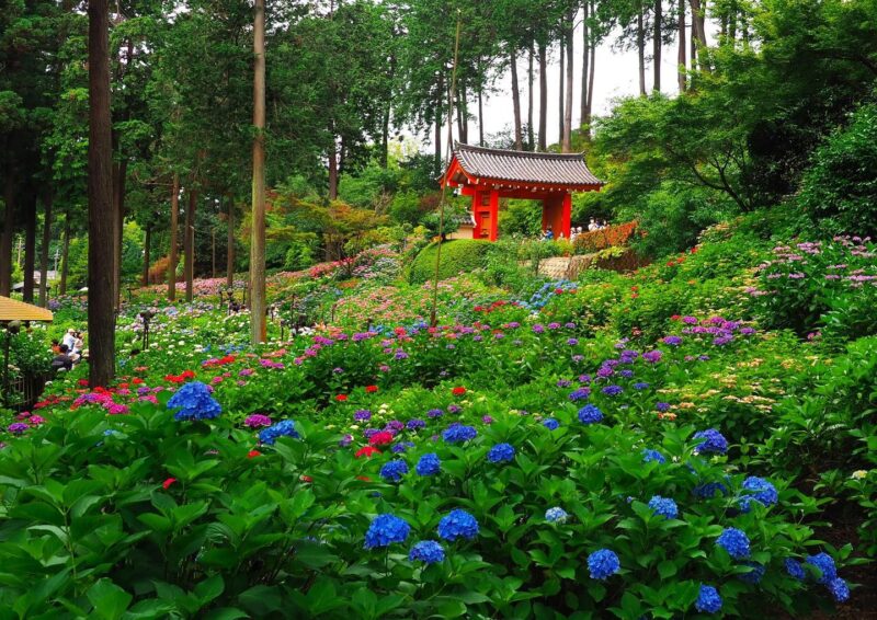 Beautiful even on rainy days! Hydrangea spots in Kyoto for Japan’s rainy season