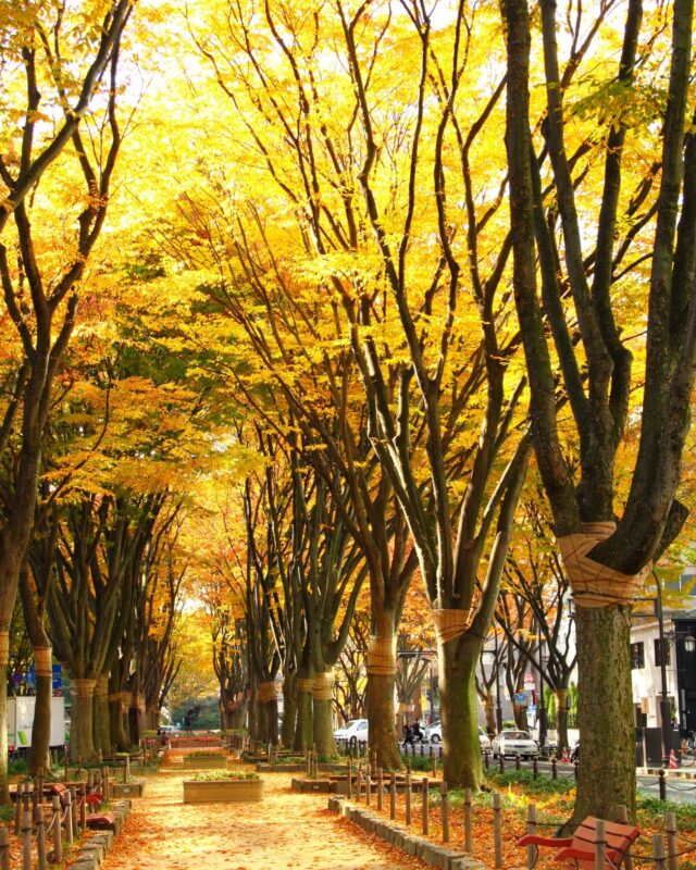 定禅寺通り（Jozenji-dori）