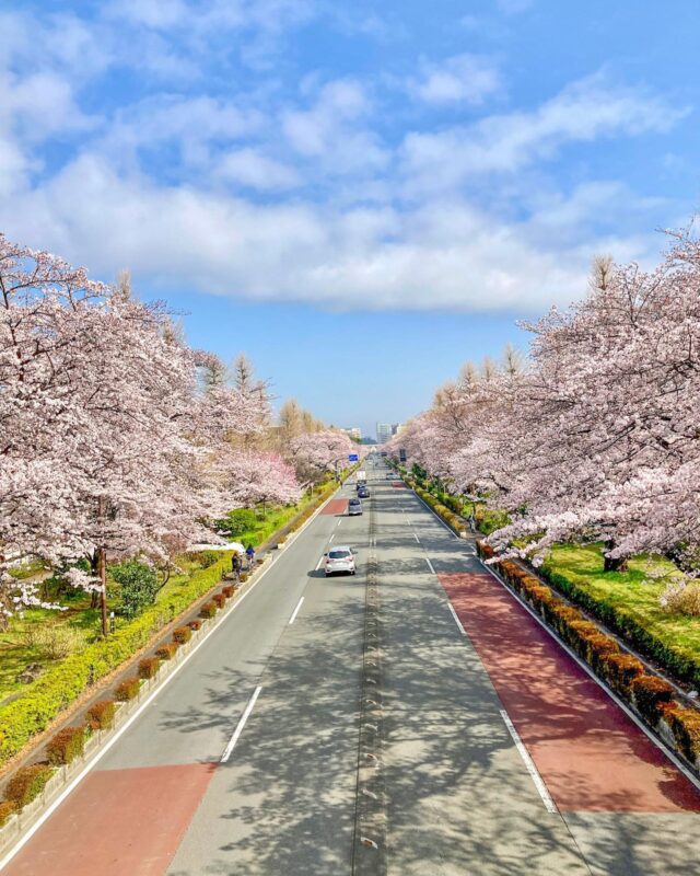 桜並木（Endless cherry blossom）