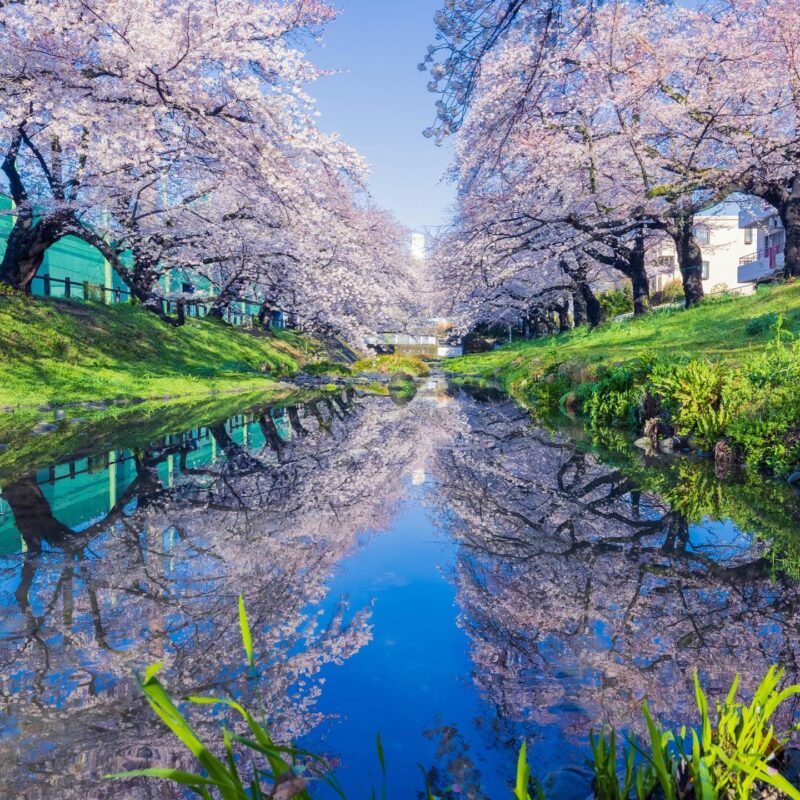 A landscape painted by water and cherry blossoms. Spring flower viewing spots in Tachikawa, Tokyo