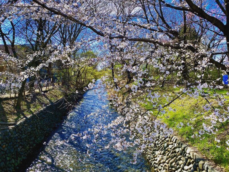 玉川上水沿い（the Tamagawa Aqueduct）