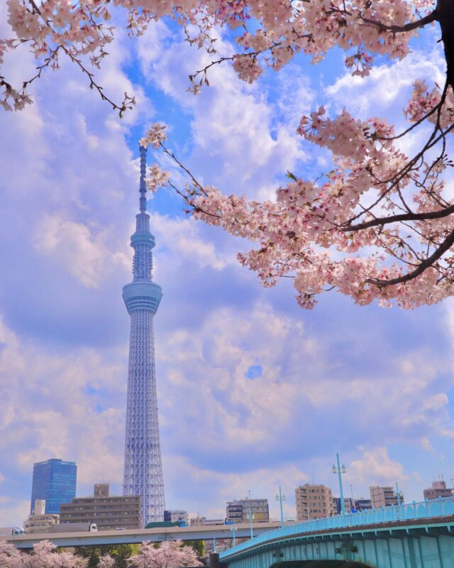 【東京スカイツリー×満開の桜】隅田公園桜まつり開催中！