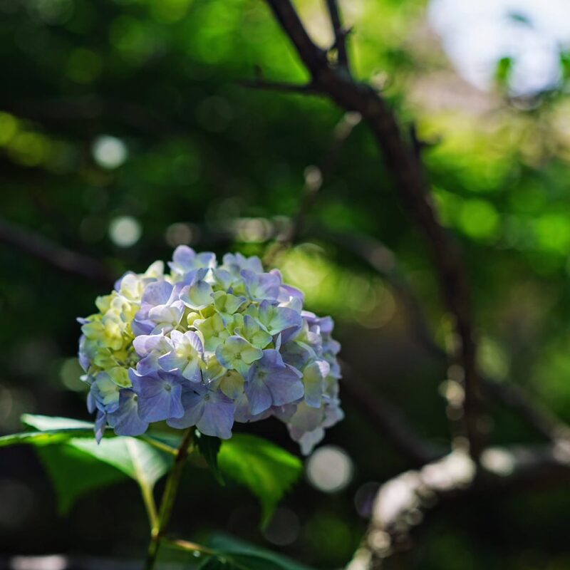 The sound of rain and sunlight through the trees. Shrines in Kyoto to heal your soul.