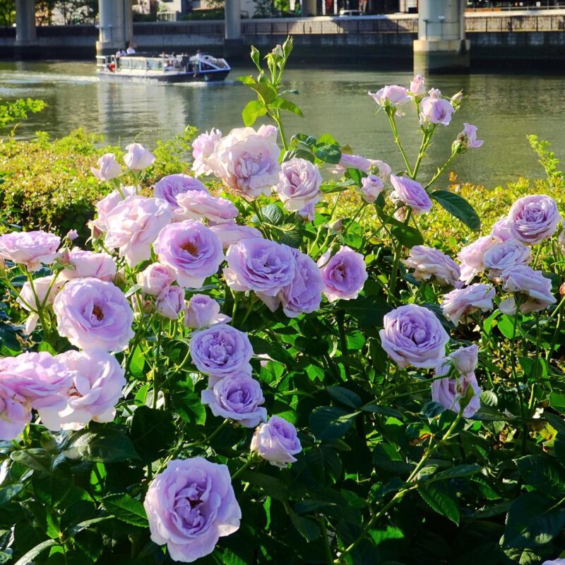 Take a break at a cafe. Take a walk through these spots in Osaka this May and June.