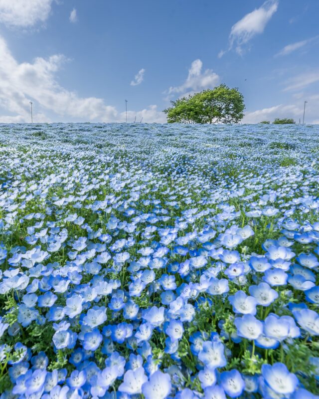 Take a little trip within Japan by bus and by train.