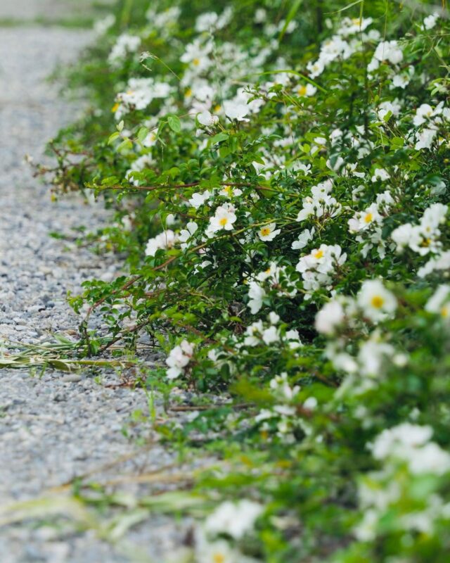 Heal yourself with a trip through time and flowers in Fukui, Japan