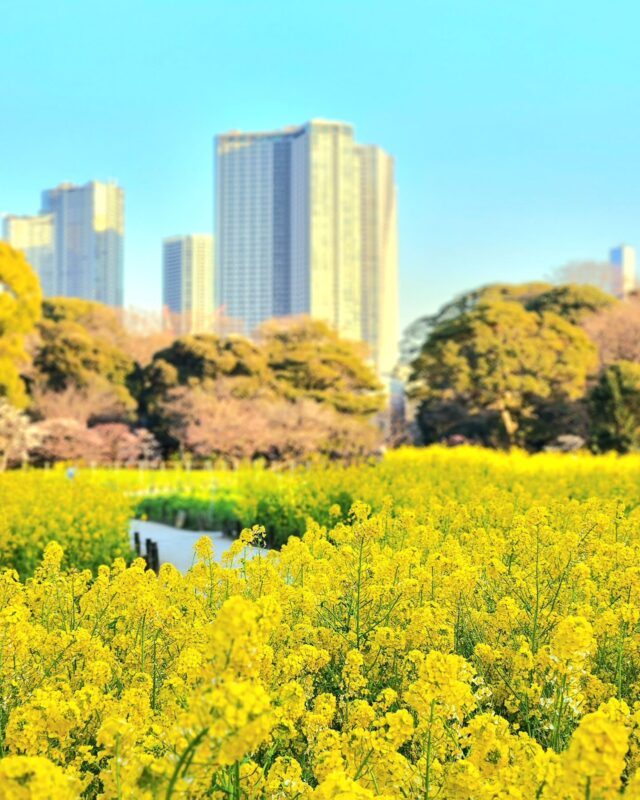 浜離宮恩賜庭園(Hamarikyu Gardens)