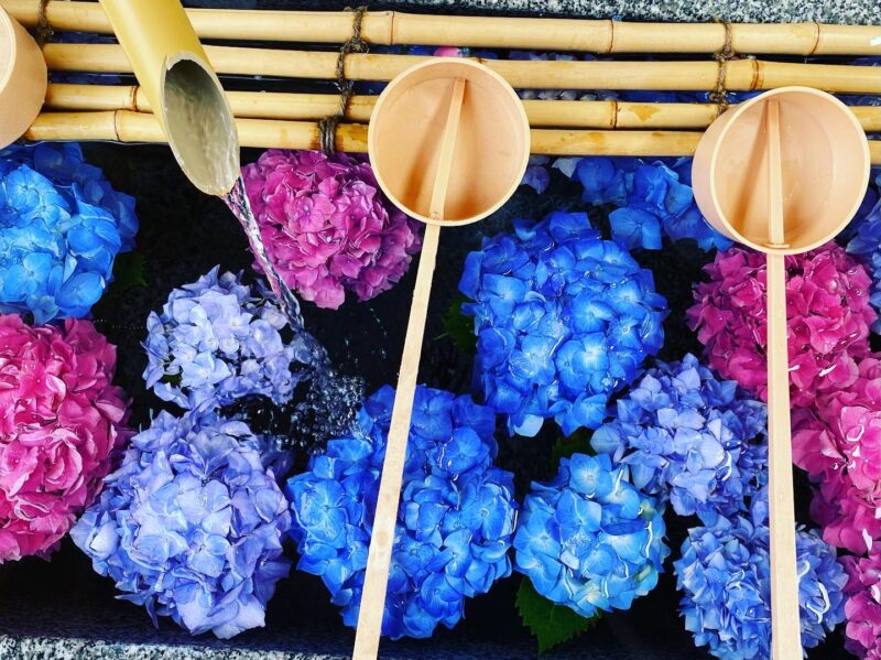 Only at the start of summer in Tokyo: Iki Iki Ajisai Hydrangea Festival