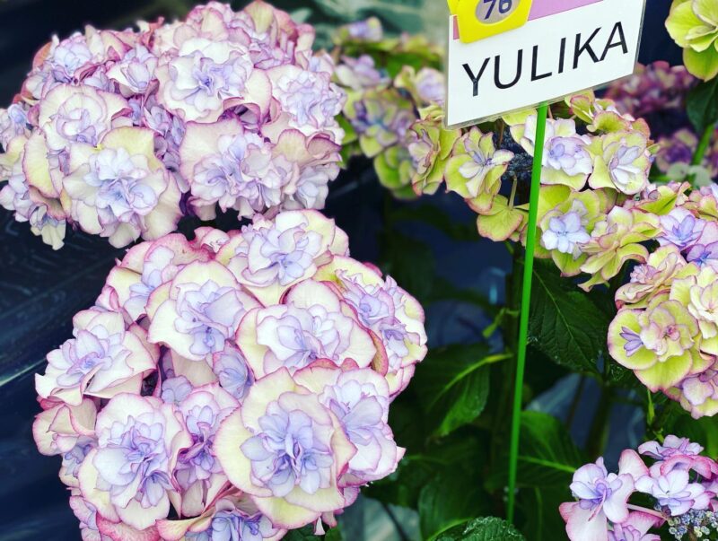 いきいきあじさい祭２（Iki Iki Ajisai Hydrangea Festival）