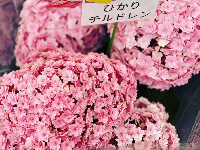いきいきあじさい祭３（Iki Iki Ajisai Hydrangea Festival）