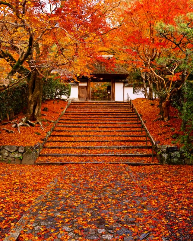 3 Stunning Autumn Foliage Spots in Kyoto You Can’t Miss