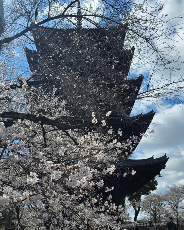 京都でお花見なら、知る人ぞ知る「東寺」へ