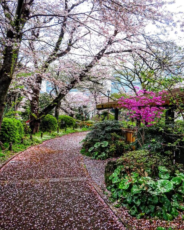 みなとみらいデートでお花見はいかが？春の横浜で巡る桜スポット3選