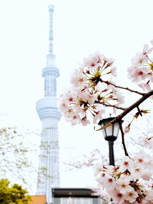 Enjoy an Early Taste of Spring at Sumida Park in Asakusa: Kanzakura Cherry Blossoms and a Downtown Stroll