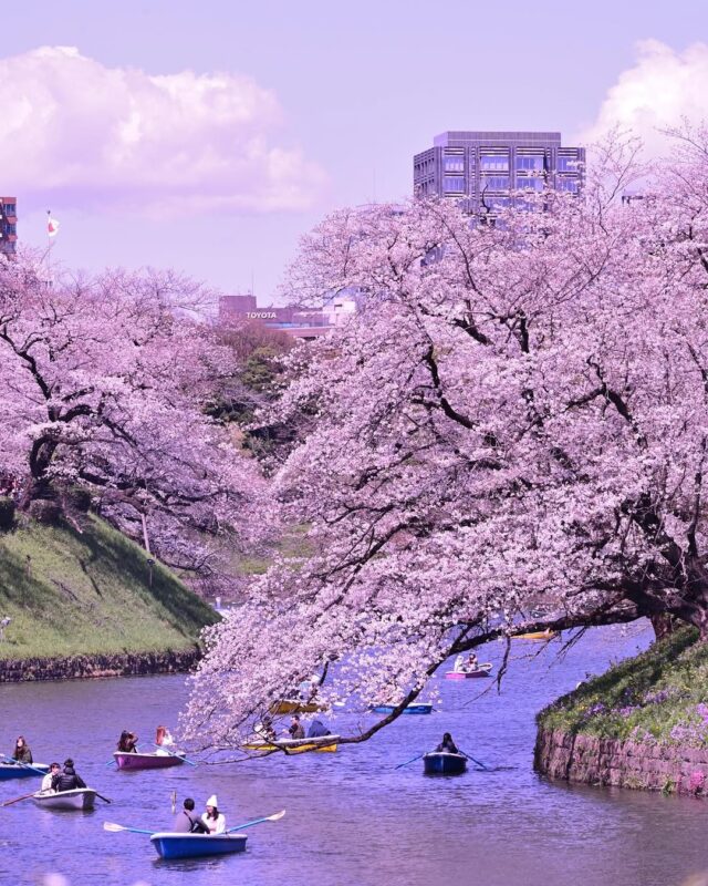 東京の春を満喫。川沿いに咲く桜「千鳥ヶ淵緑道」を楽しもう